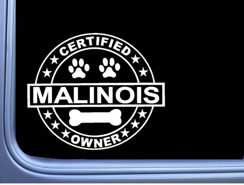 Certified belgian malinois - belgian,